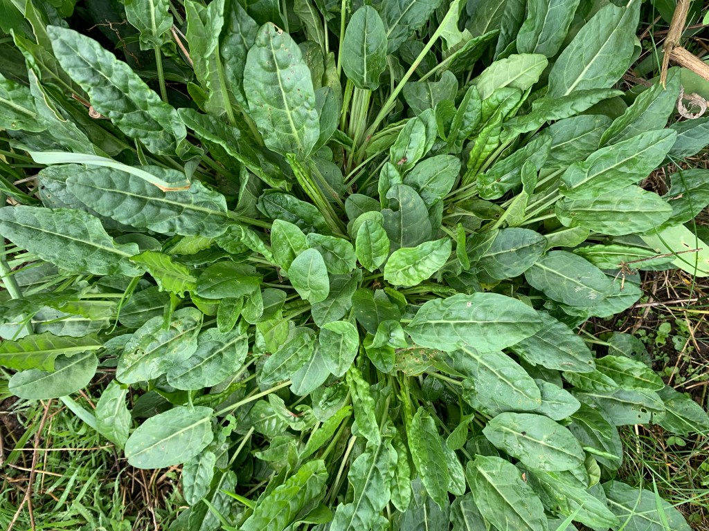 Spring foraging –&nbsp;sorrel